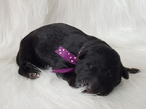 Pupje nummer 1, een mooi donker ( bijna geheel zwart ) teefje met een gewicht van 410 gram. Zij heeft de naam Ayla gekregen.