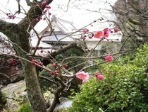 ようやく開いた梅の花