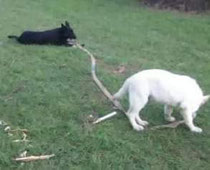 This puppy, the white one, is now living in Florida. 