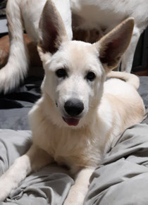 She stayed with us until she turned 10 months old & she found her furever home! 🥰