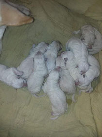 This was our 1st litter. 😍