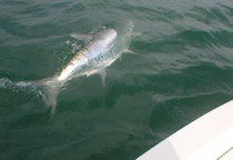 Boca Grande Tarpon Charter