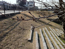 　　3月6日撮影の桜