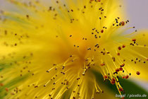 Gelbe Blüte mit Pollen