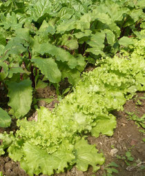 salade