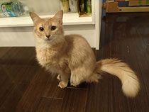 ちっこくてかわいいぼたんちゃん