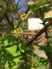 Johannisbeerblüte mit Biene