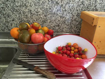 frisch geerntete Tomaten aus dem Garten