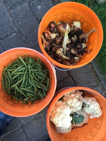 drei Eimer mit frisch geerntetem Gemüse, einmal Bohnen, Zwiebeln und Blumenkohl