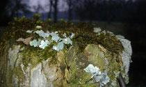 Blasenflechten und Moos teilen sich das alte Holz