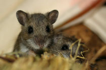Peromyscus maniculatus