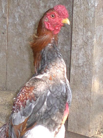 Kampfhuhn