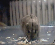lemming