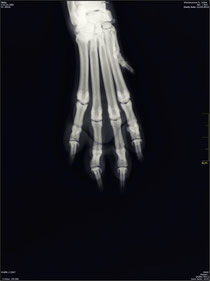 Röntgenbild Pfote