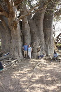 le plus gros baobab du Sénégal