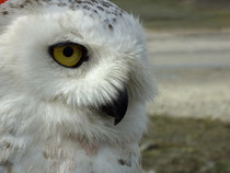 snowy owl