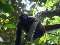 Mono negro - schwarzer Affe