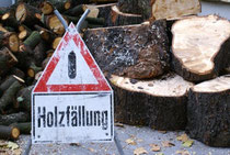 Gefahren beim Baumfällen
