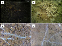 Different Minirhizotron Camera Images with Roots