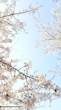 桜は満開です