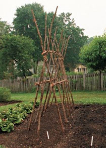 Pine saplings form an elongated tepee for vigorous pole beans.