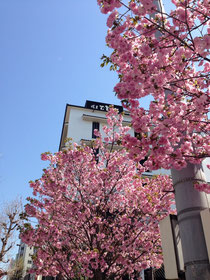 駒形堂の桜