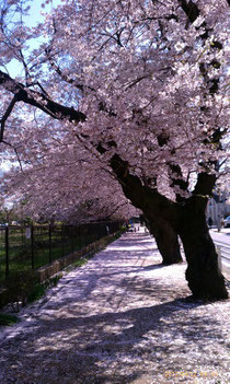 SAKURA2012