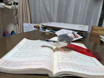 久々に登場!!僕が飼っている文鳥の文ちゃんです。参考書の上に乗って応援してくれているのでしょうか🤔