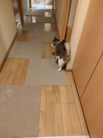 家に帰ったら猫がご丁寧にリビングまで案内してくれます🤭‎🤍