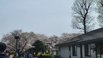 所沢の桜とっても綺麗でした✨