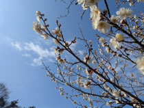 近所の公園の梅の花です！厳しい冬の終わりに先駆けて咲く梅の花言葉には「忍耐」があります🌸　これからも諦めず忍耐強く頑張っていきます！