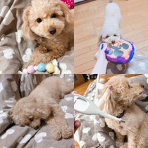 愛犬のcharmちゃんです⸜❤︎⸝‍