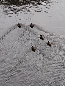 本文とは全く関係無いのですが学校近くの川を泳いでいた鴨をご紹介します🦆 平和なひと時でした…