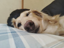 堂々と人の枕を使ううちの犬です…