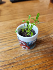 いずれ茶碗蒸しにのせます。
