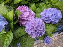 近隣の紫陽花です!まだ梅雨が続きそうです☂️
