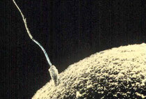 Befruchtung (Quelle: Wikipedia)