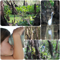 observation des oieaux au parc "TRA SU sanctuary" / Chau Doc