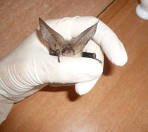 Langohrfledermaus