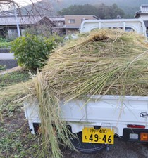 もち米のワラ