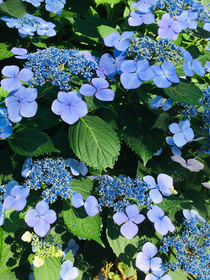 井の頭公園の紫陽花