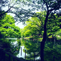 緑の井の頭公園