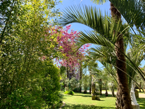 Parc, arbre de judee, palmiers, bambous 
