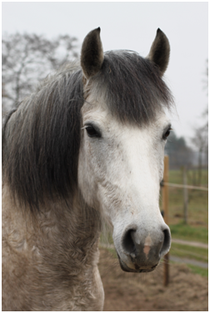 Welsch-Pony, Navi, Hanne Wagner