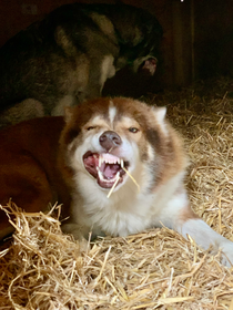 Rohfütterung (Barf) oder Trocken-/Nassfutter - was passt zu meinem Hund/meiner Katze?