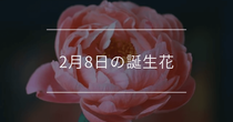 2月8日の誕生花は「シャクヤク(芍薬)」「キンセンカ」「ユキノシタ」です。