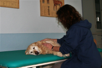 Hundemassage