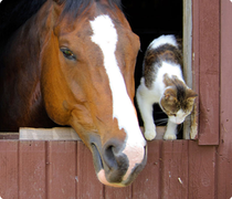 Il est possible de les utiliser pour nos amis les animaux, même s'il ont déja 3 soins adaptés pour eux voir ici: chevaux, chiens, chats, rongeurs, NAC