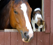  Il est possible de les utiliser pour nos amis les animaux,  même s'il ont déja 3 soins adaptés pour eux voir ici:  chevaux, chiens, chats, rongeurs, NAC 