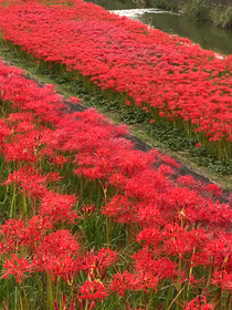 Yakachi River